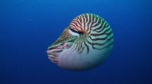 Rare! A Nautilus In Blue Water.