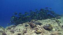 A Huge School Of Juvenile Parrotfish Feeding On Algae On A Tropical Coral Reef.
