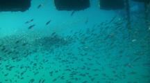 A Huge School Of Glass Fish Moving As One In Shallow Water Underneath A Jetty