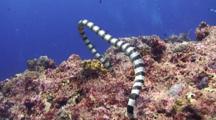 A Single Yellow Lipped Sea Krait Swimming Close To Camera Over Tropical Coral Reef.