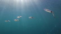 A Number Of Bigfin Reef Squid Swimming In Shallow Blue Water