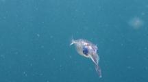 Bigfin Reef Squid Swimming In Shallow Blue Water