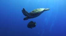 Green Sea Turtle And A Single Bat Fish Swims Through Blue Water.