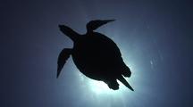 Divers Watch Hawksbill Turtle Swimming Near Reef, Nice Silhouette