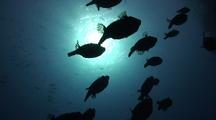 School Of Masked Puffer Fish Silhouetted Against The Sun