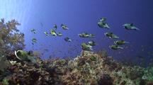 School Of Masked Puffer Fish Swimming Along A Coral Reef Wall