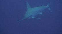 Single, Lonely Scalloped Hammerhead Shark Swims Towards Camera In Open Blue Water