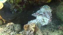 Moray Eel Attacking, Eating, Tearing And Dragging A Dead, Decomposing Stone Fish Along Coral Bottom