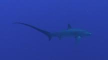 Thresher Shark Swimming In The Blue