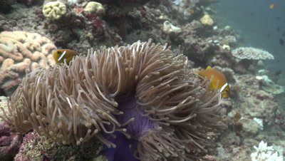 Maldive Anemonefish living in magnificent sea anemone on coral reef wall