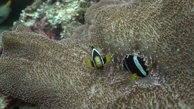 Clark's Anemonefish in Haddon's Carpet Anemone on coral reef