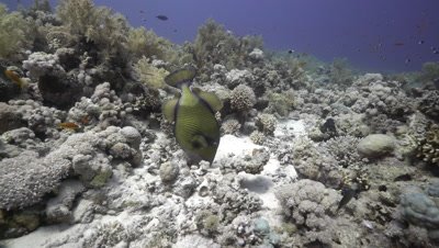 Titan Triggerfish on coral reef
