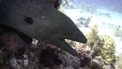 Giant Moray Eel in being cleaned by cleaner shrimp 