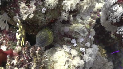 Yellow-edged moray eel in coral reef