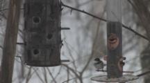 Black-Capped Chickadees Coming And Going, Bird Feeder In Winter