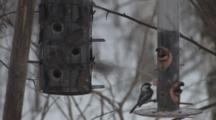 Heavy Snowfall, Birds Feeding In Winter, Chickadees, Nuthatches