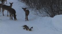 White-Tailed Deer, Fawn, Nervous About Group Of Mourning Doves Feeding