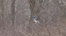 Blue Jay Sitting On Bare Deciduous Branch, Looking Down, Around, Exits Bottom, Other Flying Through Frame