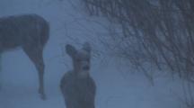 White-Tailed Deer, Moving About, Searching For Food, Watching, Winter Blizzard