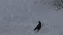 American Crow Burying Food In Snowbank