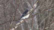 Blue Jay Sitting On Bare Birch Tree Branch, Looks Around, Flies Off