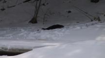 River Otter, Dragging Body, Scent Marking On Riverbank In Winter, Exits Into Hole In Ice