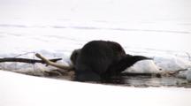 Two American Beaver In Spring Pond On Ice, Grooming Each Other, Themselves