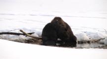 Two American Beaver In Spring Pond On Ice, Grooming Each Other, Themselves