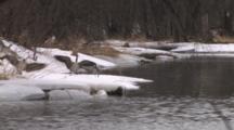 Canada Geese In Spring, Mingling, Fighting, Near Snow Covered Riverbank