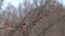 Ash Tree Buds, Flowers, In Spring