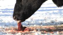 Angus Cow, Just Gave Birth, Eating Afterbirth Off Snow 