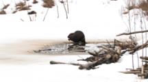 American Beaver Feeding At Ice Edge Near Lodge In Winter