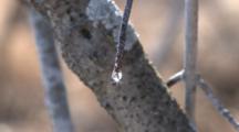 Three Drops Of Maple Sap Flowing From End Of Maple Tree Branch, Refraction Of Light