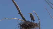 Great Blue Heron Standing On Nest In Rookery, Zoom Out As Heron Flies Off Nest With Another