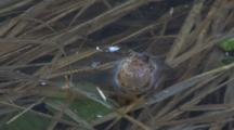 Spring Peepers, Frogs Courting, Calling For Mates In Spring Pond , Front View 