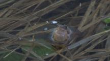 Spring Peepers, Frogs Courting, Calling For Mates In Spring Pond,Front View, Crawls Toward Camera      
