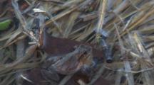 Spring Peepers, Frogs Courting, Callling For Mates In Spring Pond