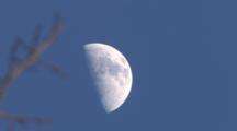 Quarter Moon Slowly Drifting Across Frame, Deciduous Branch In Fground