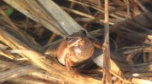 Northern Spring Peeper Courting, Hopeful, Calling For Mates In Spring Pond