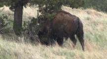 American Bison, Rubbing Head On Small Tree, Badlands 