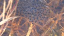 Developing Frog Eggs, Newly Laid, Fertile Eggs, Zoom To Pond Habitat