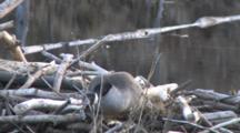 Canada Goose On Nest On Beaver Lodge, Keeping Low Profile, Hiding From Intruder