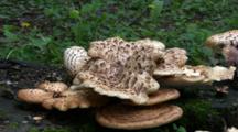Large Group Of Polypore Squamosus Mushroom On Stump