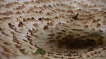 Close Up Of Water In Mushroom Cap, Zoom To Polypore Squamosus Mushroom On Stump