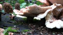 Polypore Squamosus Mushroom On Stump, View Of Undersides, Morel Mushrooms In Bground