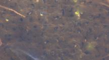 Developing Frog Eggs, Small Tadpoles Moving Within