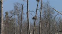 Great Horned Owl And Juvenile  In Nest In Tree, Zoom Out To Habitat
