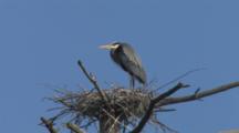 Great Blue Heron Standing On Nest In Rookery, Guarding Nest, Waiting For Mate