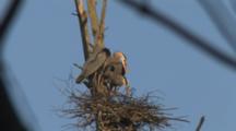 Great Blue Heron Pair In Rookery, Female Works Nest Material