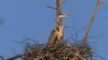 Great Blue Heron Rookery, Heron In Nest, Zo As Another Flies Over